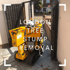 London Tree Stump Removal - Bromley
