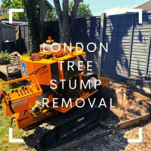 London Tree Stump Removal - Bromley